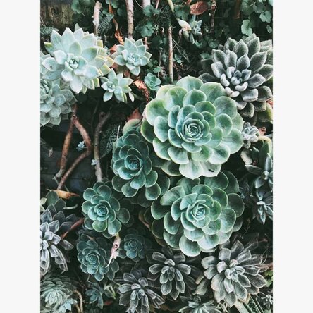 Green Plants Poster