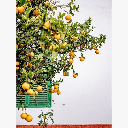 Tangerines Poster
