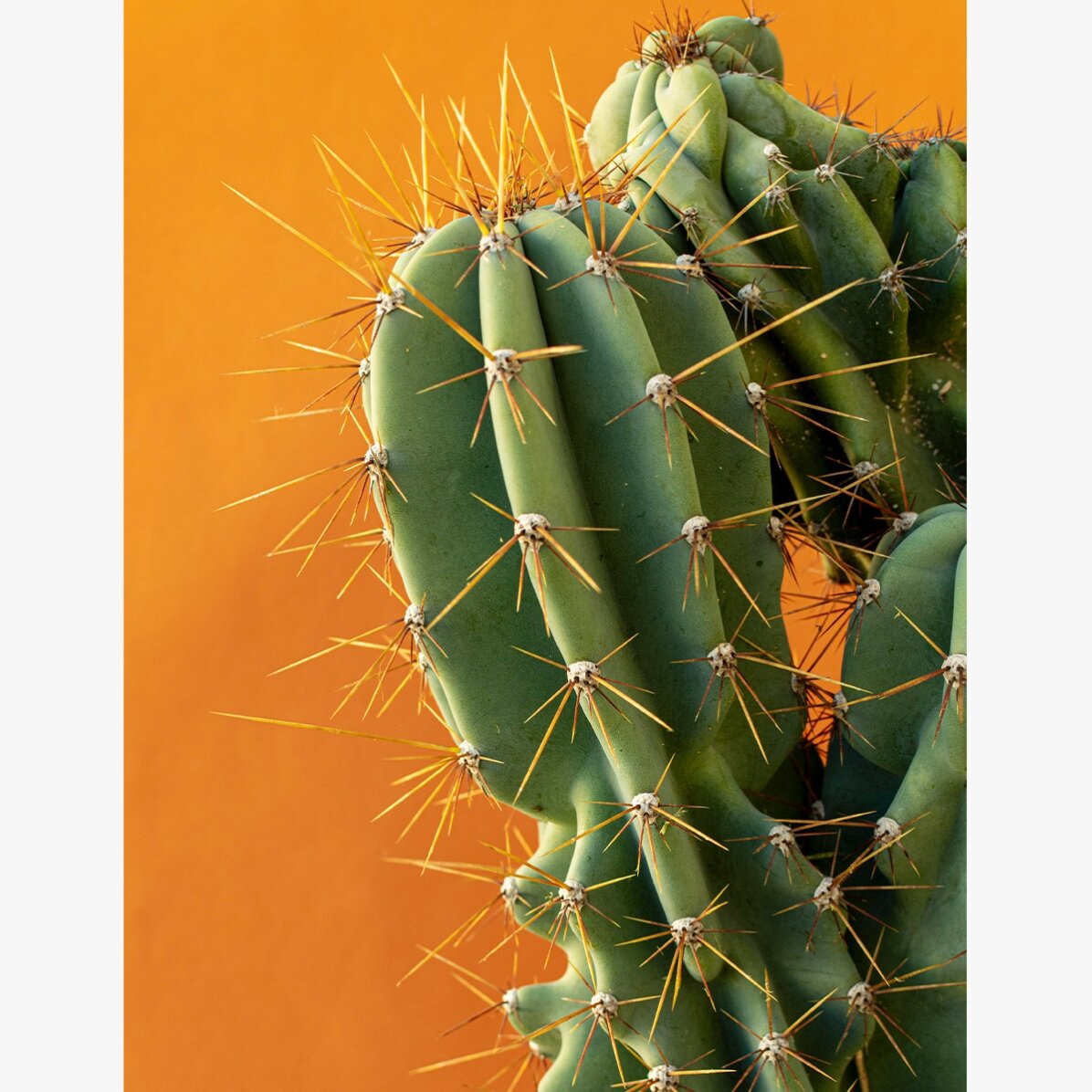 Cactus poster with colourful background
