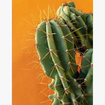 Cactus poster with colourful background