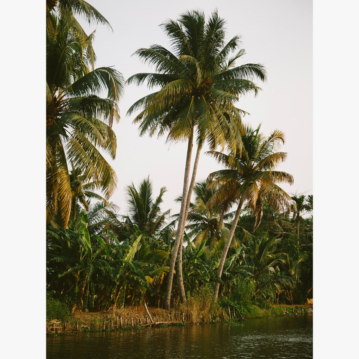 Palm Trees Poster
