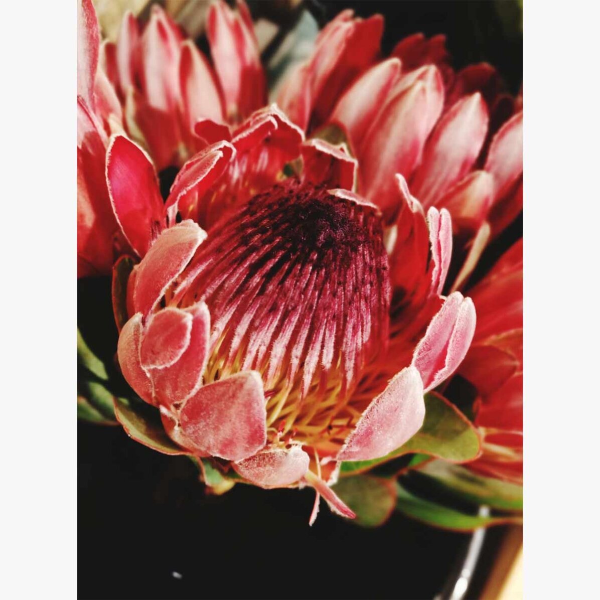 Plakat „Red Flower”