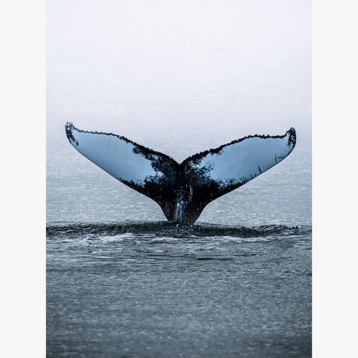 Plakat „Whale Tail”