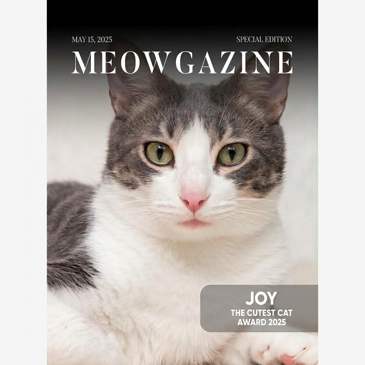 Spersonalizowany plakat ze zdjęciem i tekstem – Meowgazine